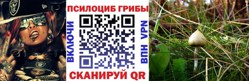 Купить  Фрязино  Псилоцибиновые грибы Magic Shrooms 
